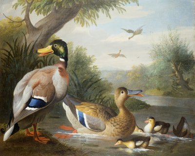 Canards dans un paysage fluvial - Jakob Bogdani or Bogdany